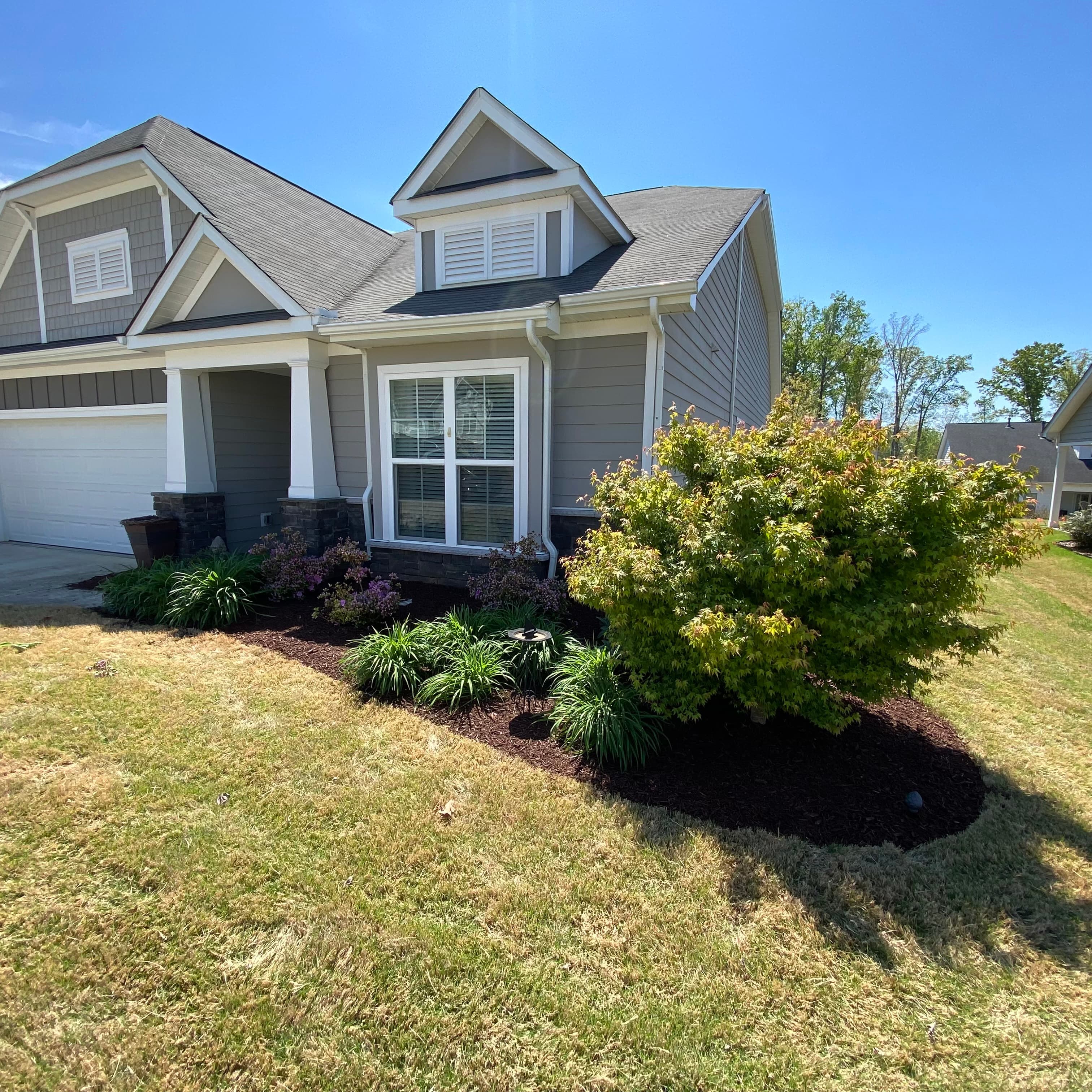 Foundation Bed Refresh & Cleanup — After — fresh mulch, tidied maple